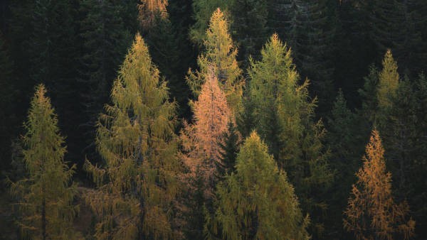 Forêt